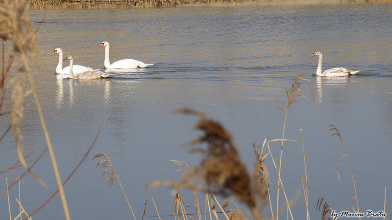 Lacul lebedelor - Dambovita, intrarea in Bucuresti