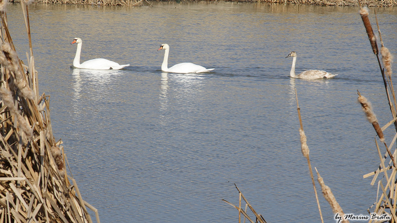 Lacul lebedelor - Dambovita, intrarea in Bucuresti