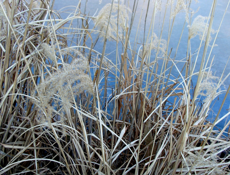 stuf-pe-malul-dambovitei