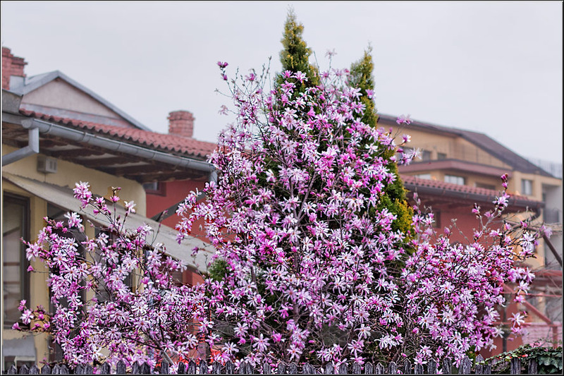 serbanvornicu-pastelecailor_04