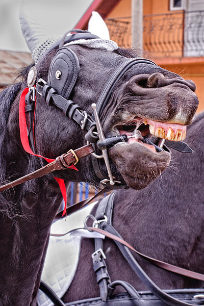 serbanvornicu-pastelecailor_12