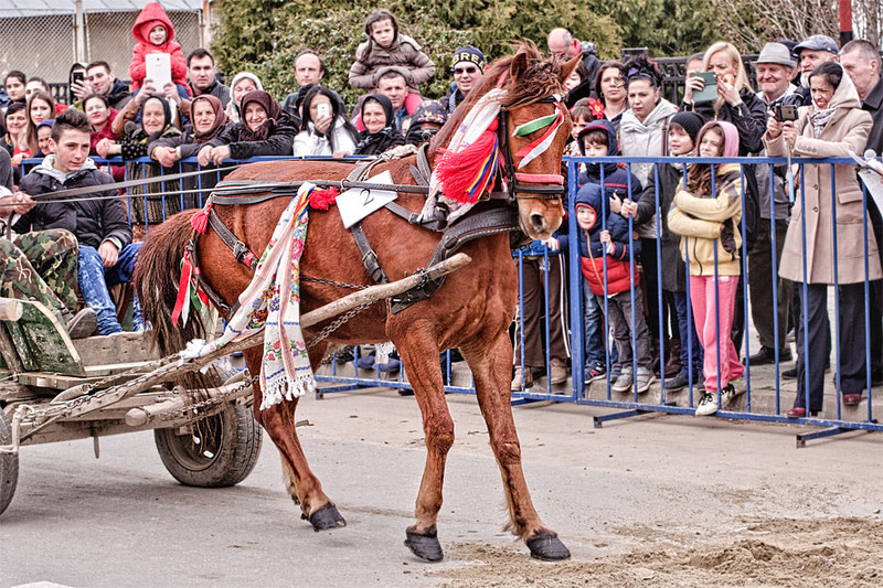 serbanvornicu-pastelecailor_26