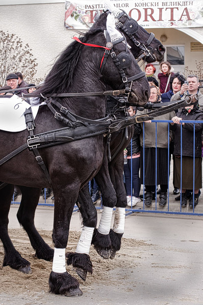 serbanvornicu-pastelecailor_29