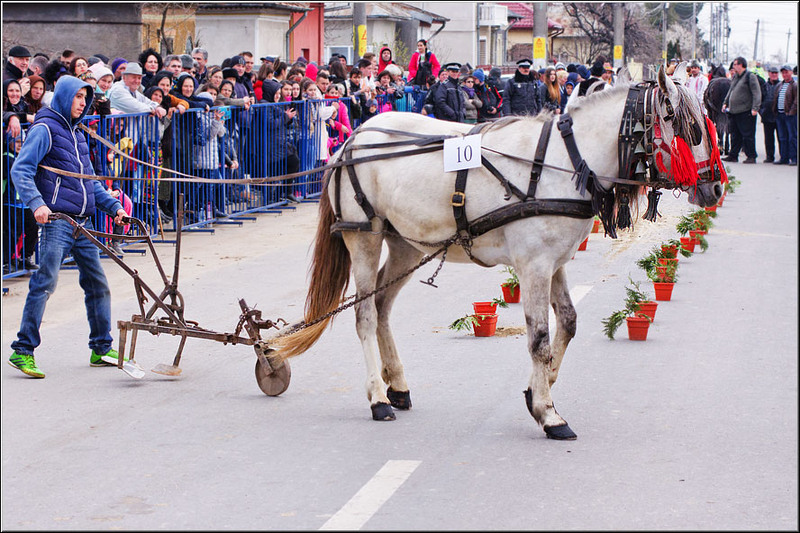 serbanvornicu-pastelecailor_32