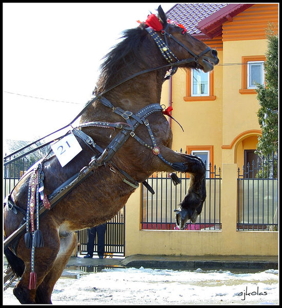 4373274187_1093d32899_b