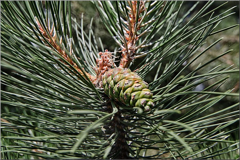 serbanvornicu_parccarol_13