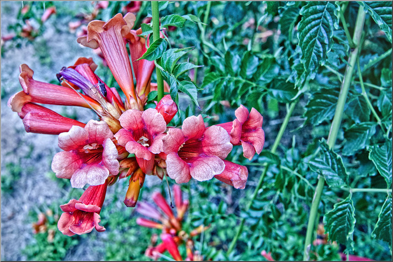 serbanvornicu_parccarol_18