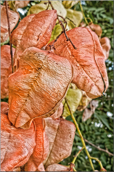 serbanvornicu_kulturama_16