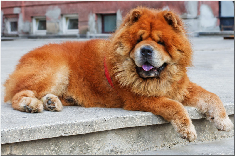 serbanvornicu_bucurestiulinterbelic_21