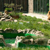 zoo_dm_006