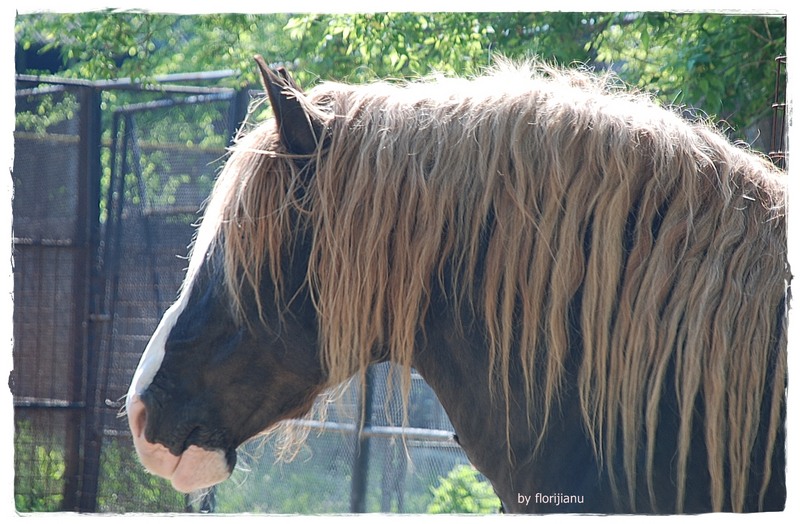 10-super-horse-of-course