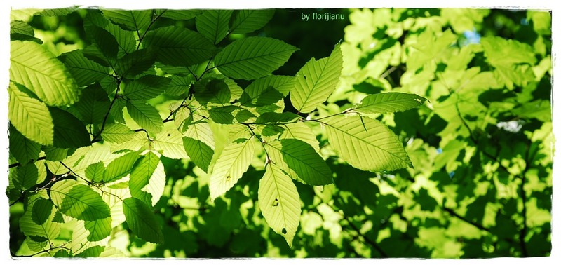 22-fata-verde-cu-parul-padure