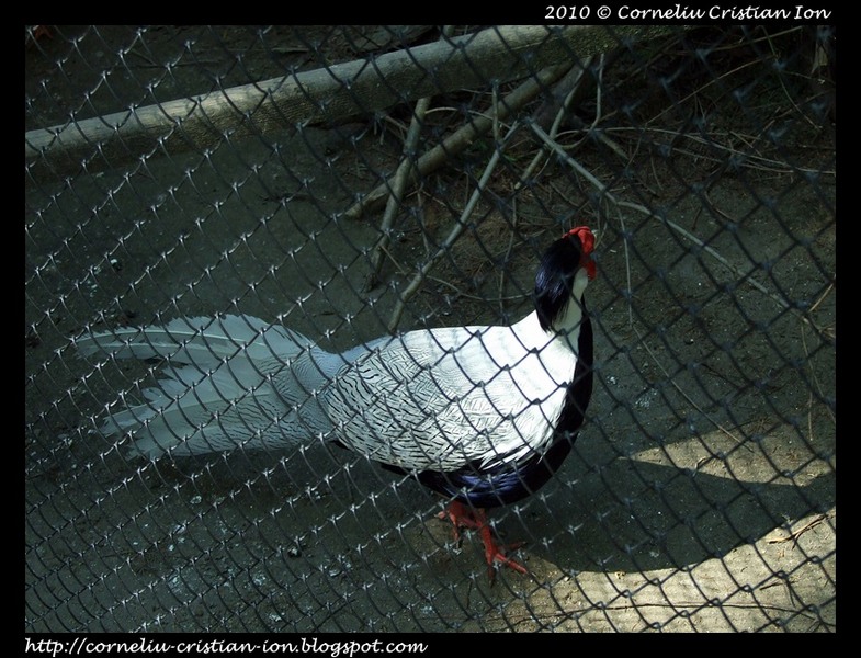 cci-010510-zoo_13
