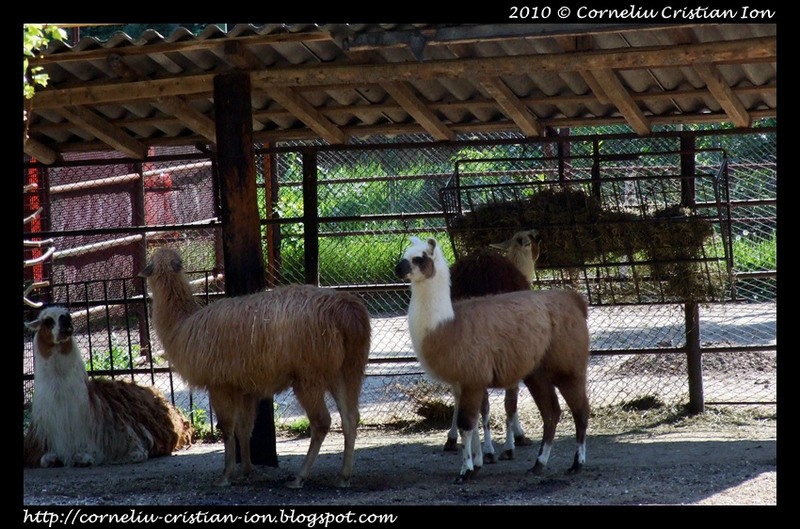 cci-010510-zoo_8