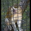 cci-010510-zoo_1