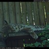 cci-010510-zoo_10