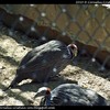 cci-010510-zoo_11