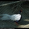 cci-010510-zoo_13