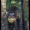 cci-010510-zoo_3