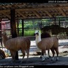 cci-010510-zoo_8