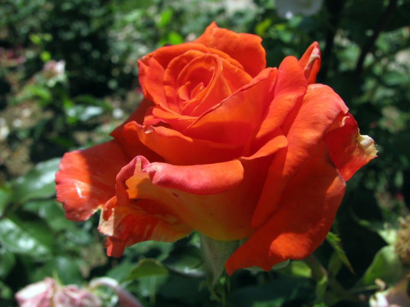 20090606_cpopescu_11