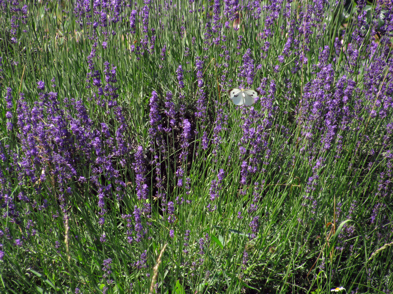 20090606_cpopescu_12