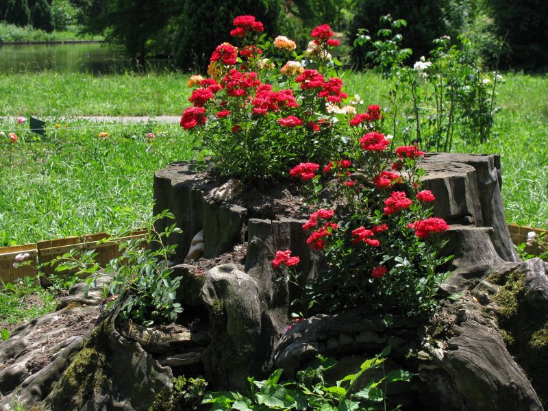 20090606_cpopescu_14