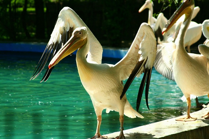 Pelican