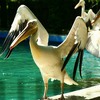 Pelican