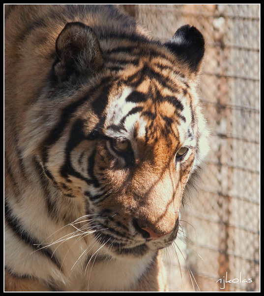 4568075083_24028b74a3_b