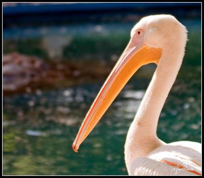 4568075093_93a77da7a2_b