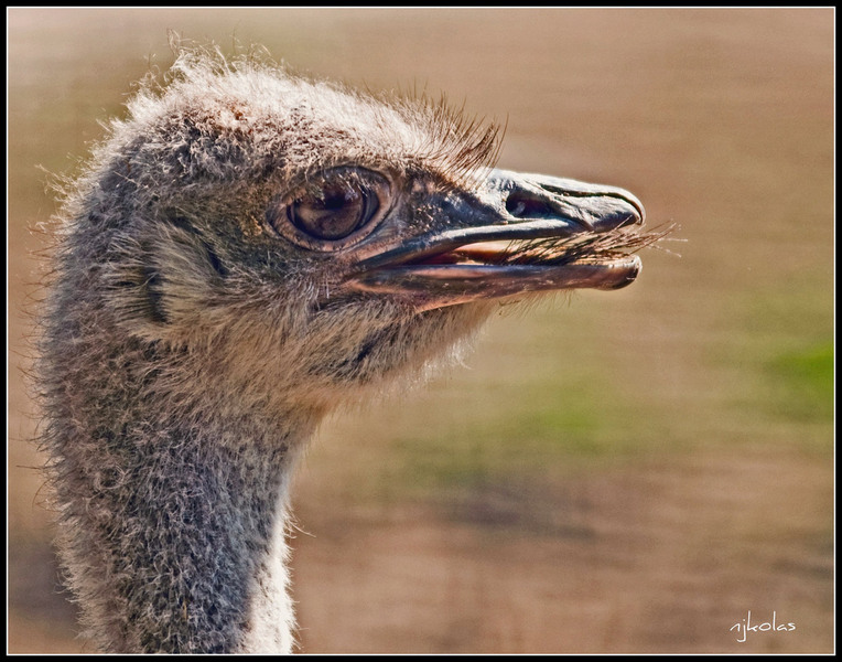 4568075109_229611a40f_b