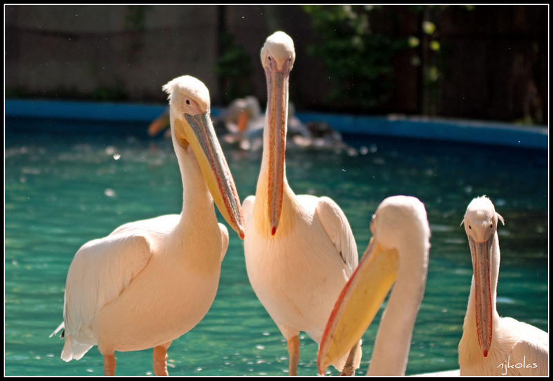 4568075137_e17c04a16c_b