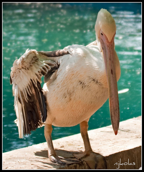 4568135815_4b2a488066_b