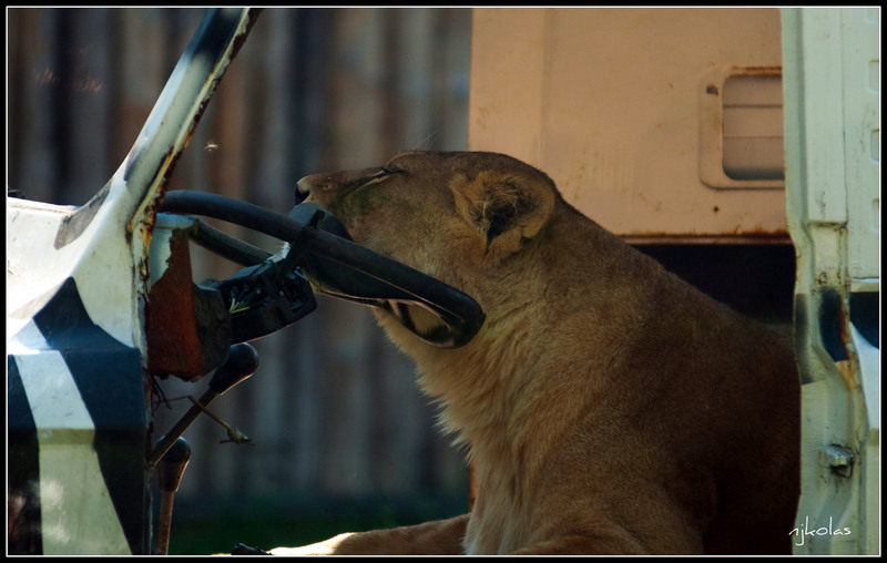 4568135835_fd02a86b2a_b