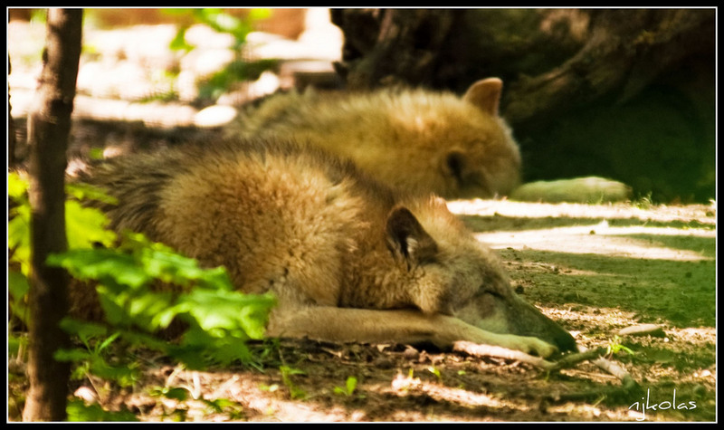 4568135841_64c0787dab_b