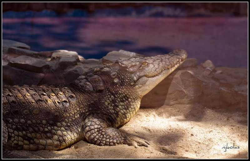 4568135853_1d19a0d705_b