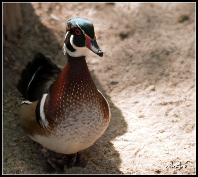 4568818030_9fba4f700e_b