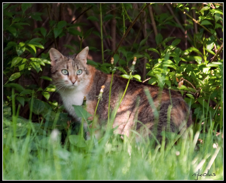 4568818040_ef20093b1e_b