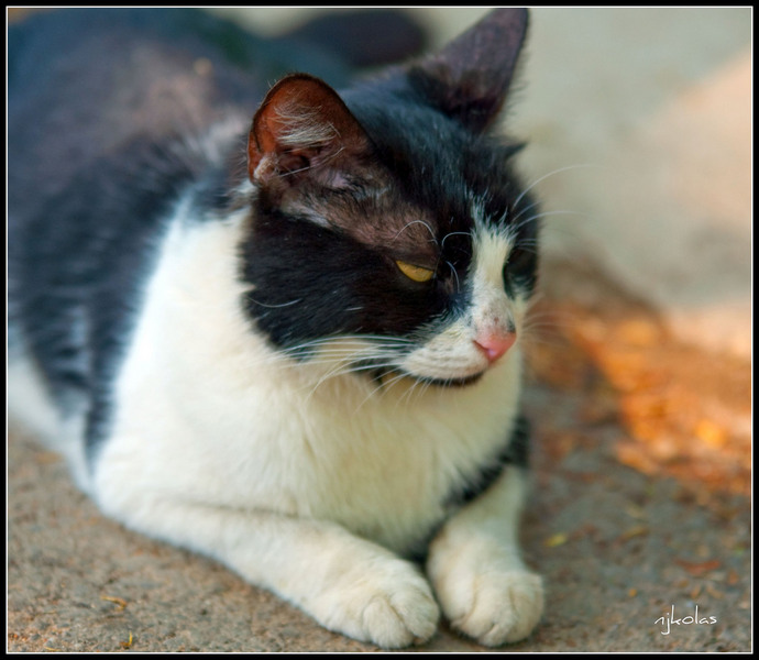 4568818048_f2a598e840_b