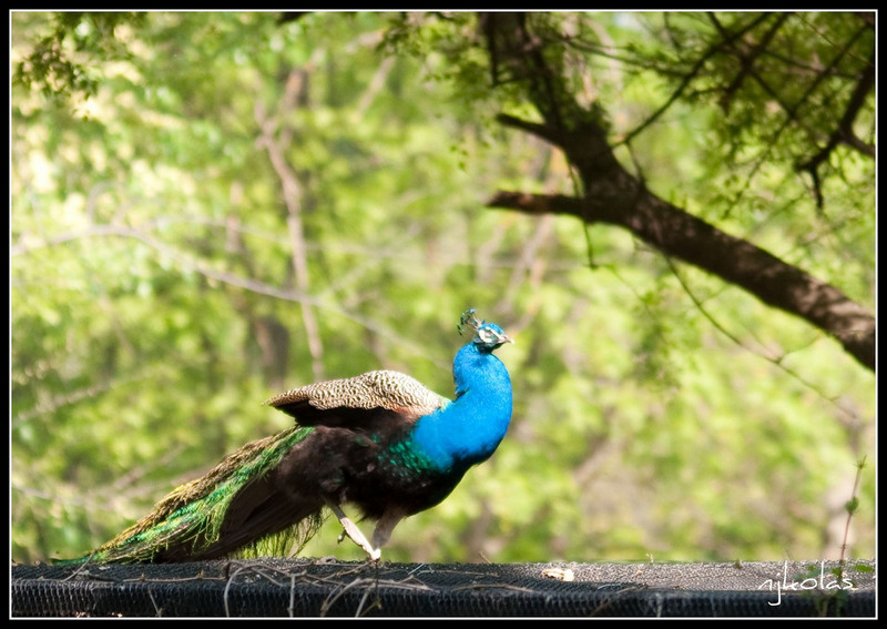 4568860328_6649a52b67_b