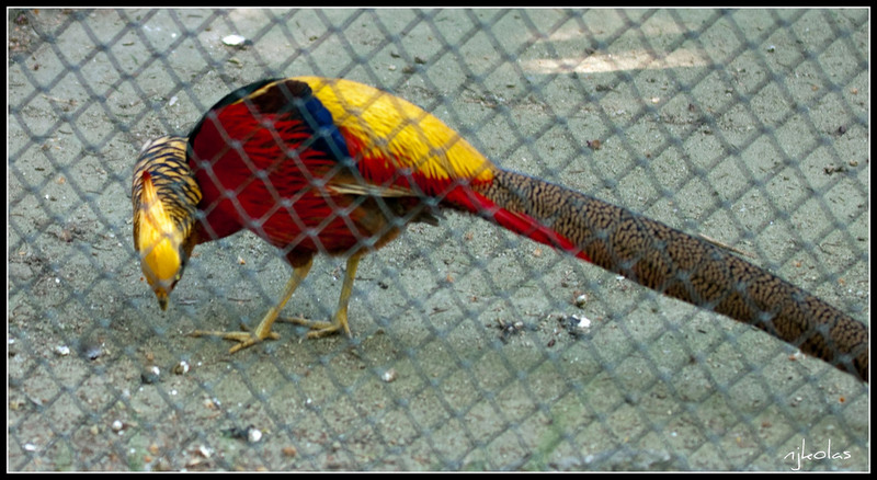 4568860348_74fca85f5d_b