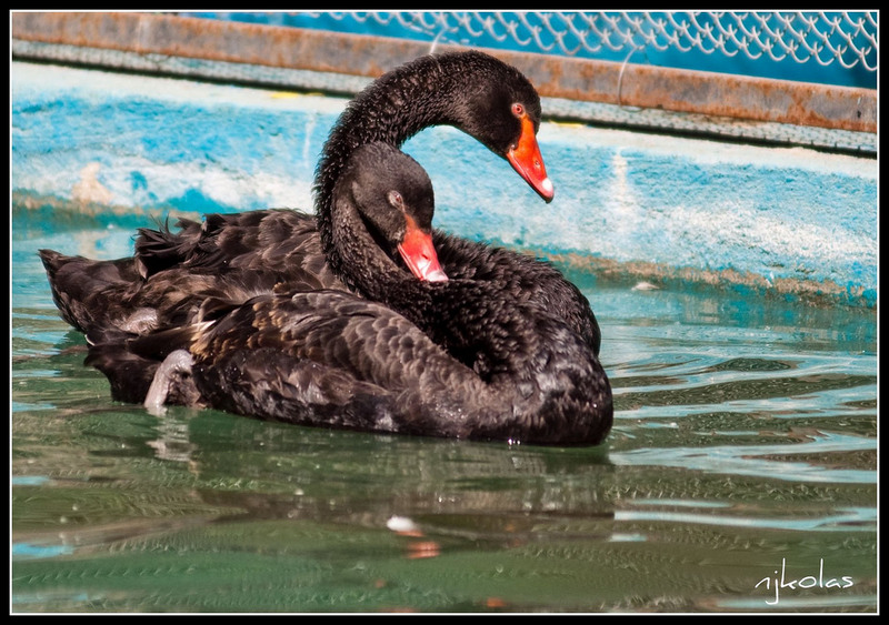 4568860352_d78ba62e18_b