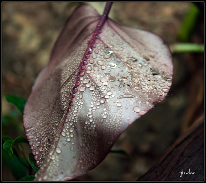 4568903398_a19391e62c_b