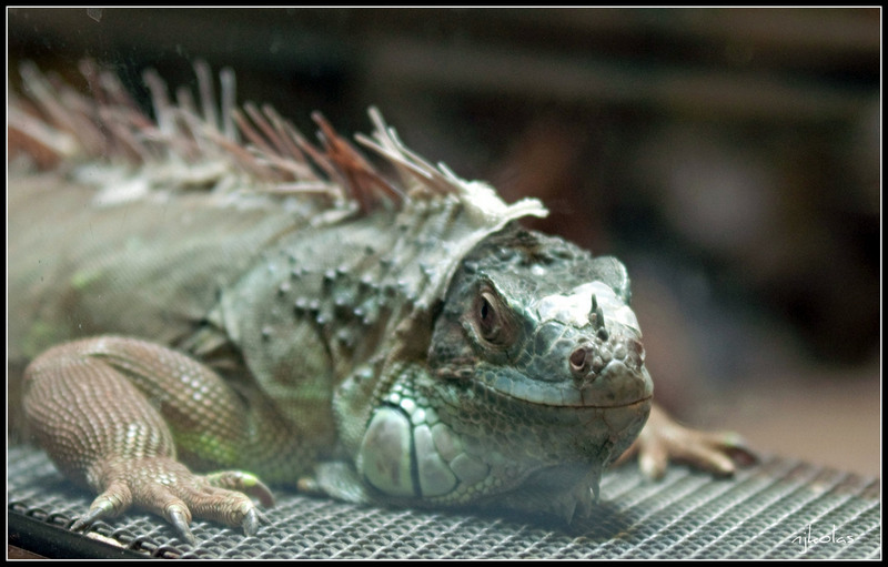 4568903402_79bbeb51e6_b