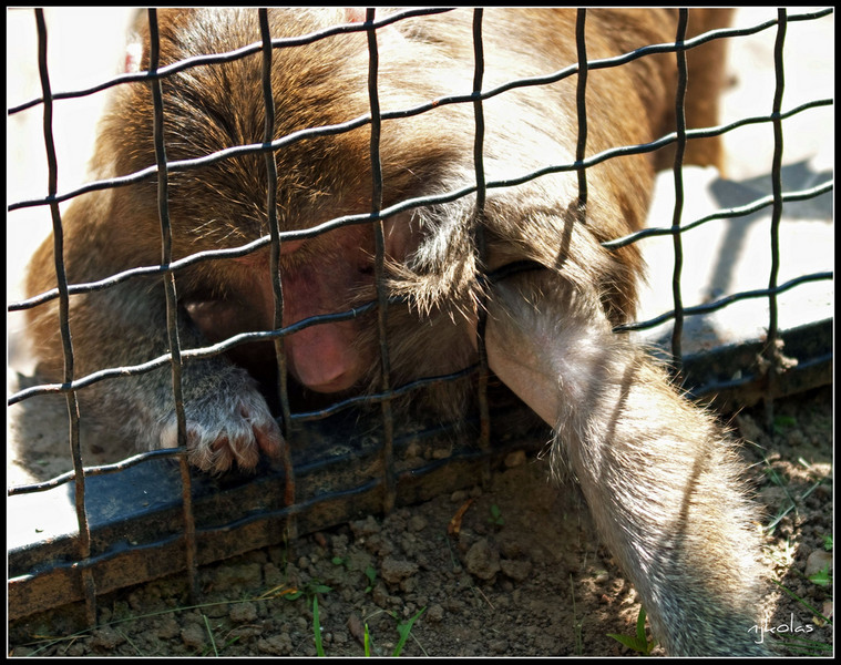 4568903410_520152eb3d_b