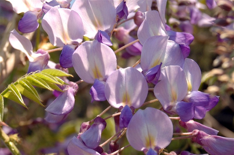 au-innebunit-salcamii