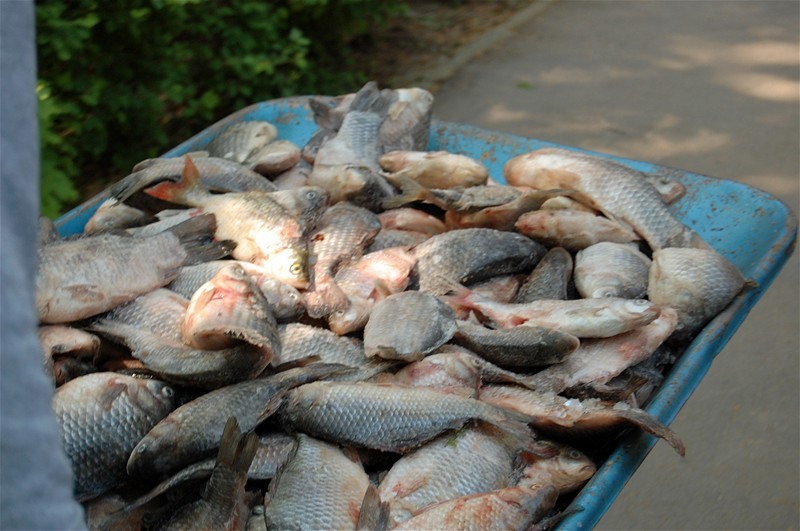 mancarea-pentru-pelicani