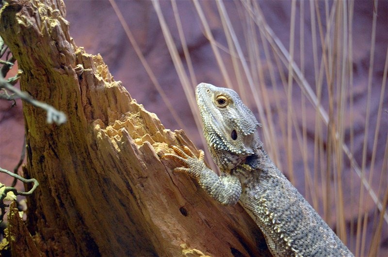 urcusul-este-mai-greu