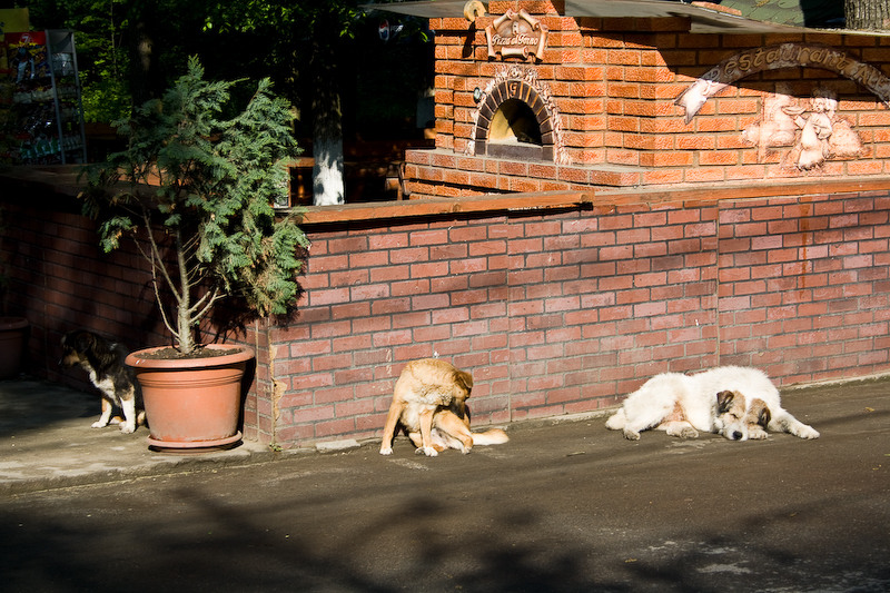 It's a dog's life...